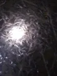 Catfish Fingerlings & Juveniles Available - 2