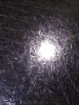 Catfish Fingerlings & Juveniles Available - 3