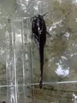 Catfish Fingerlings & Juveniles Available - 4