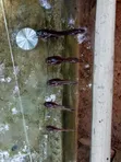 Catfish Fingerlings & Juveniles Available - 5