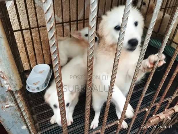 American Eskimo Puppy, 1-3 Months Old, Female - 1