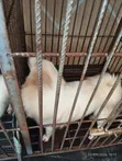 Karamar Kare 'Yan Amurka Eskimo, Wata 1-3, Mace - 3