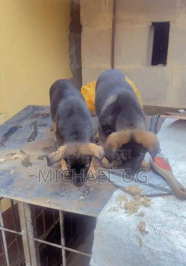Zuriya German Shepherd Yarinya, Watan 1-3 - 1