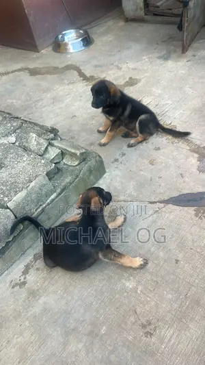 Zuriya German Shepherd Yarinya, Watan 1-3