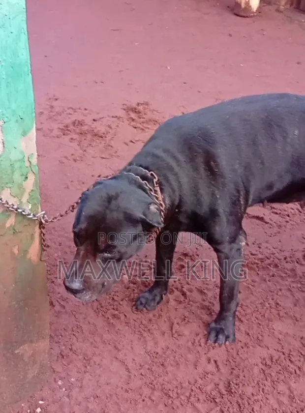 1+ Year Female Purebred Cane Corso - 1