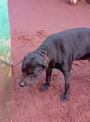 1+ Year Female Purebred Cane Corso