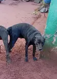 1+ Year Female Purebred Cane Corso - 2