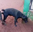 1+ Year Female Purebred Cane Corso - 3