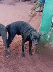 1+ Year Female Purebred Cane Corso - 4