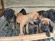 Kare-karen Boerboel Na Gaskiya - Watan 1-3 - 1