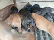 Kare-karen Boerboel Na Gaskiya - Watan 1-3 - 2