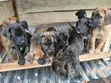 Kare-karen Boerboel Na Gaskiya - Watan 1-3 - 3
