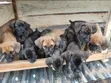 Kare-karen Boerboel Na Gaskiya - Watan 1-3 - 4
