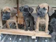 Kare-karen Boerboel Na Gaskiya - Watan 1-3 - 5