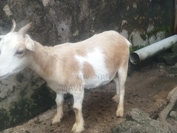Native Goats for Sale - 1