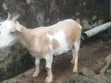 Native Goats for Sale - 1