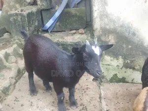 Native Goats for Sale
