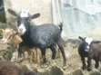 Native Goats for Sale - 3
