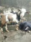 Native Goats for Sale - 4
