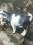Native Goats for Sale - 5
