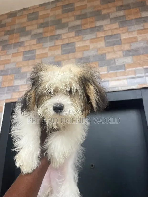 Female Lhasa Apso Puppy (1-3 Months) - 1