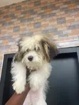 Female Lhasa Apso Puppy (1-3 Months) - 2