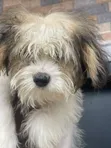 Female Lhasa Apso Puppy (1-3 Months) - 3