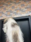 Female Lhasa Apso Puppy (1-3 Months) - 4