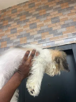 Female Lhasa Apso Puppy (1-3 Months)