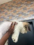 Female Lhasa Apso Puppy (1-3 Months) - 5