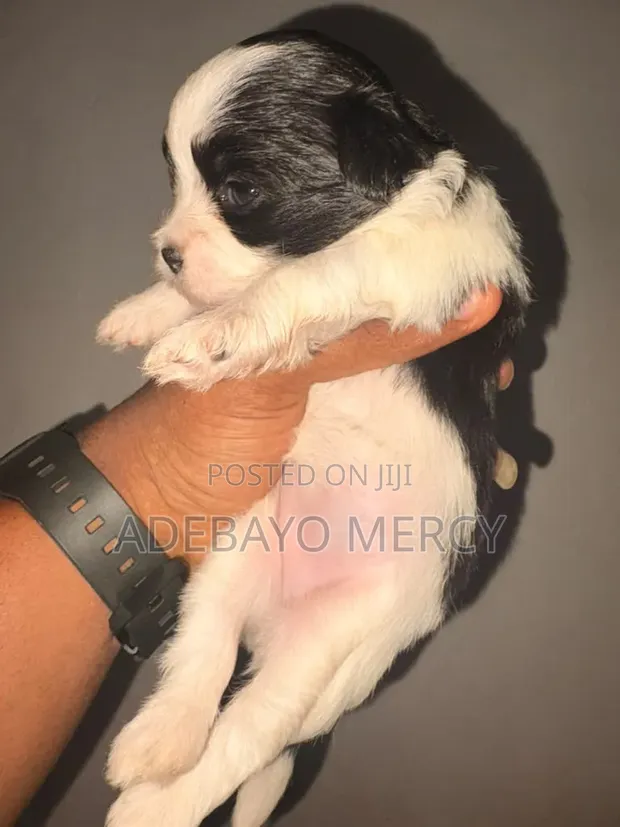 Yar Tsarkin Jinin Lhasa Apso (Kasa da Wata 1) - 1