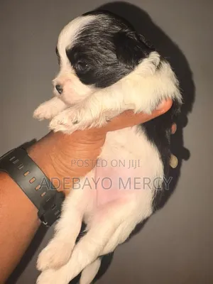 Yar Tsarkin Jinin Lhasa Apso (Kasa da Wata 1)