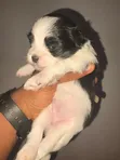 Yar Tsarkin Jinin Lhasa Apso (Kasa da Wata 1) - 2