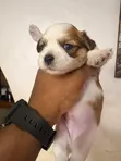Yar Tsarkin Jinin Lhasa Apso (Kasa da Wata 1) - 3
