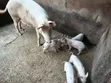 Alade da Aladen Kifi don Siyarwa - 1