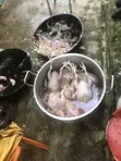 Kaji da Aladu masu Rai da Daskararre - 2