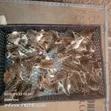 Belgium Guineafowl - Day Old & 2 Weeks Old - 2