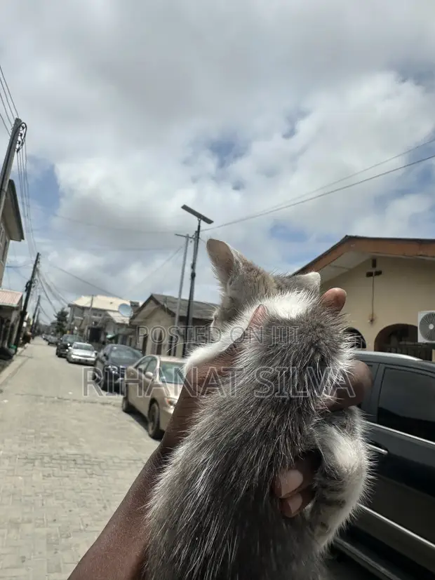 1-3 Month Male Mixed Breed Russian Blue Kitten - 1