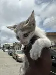 1-3 Month Male Mixed Breed Russian Blue Kitten - 2