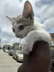1-3 Month Male Mixed Breed Russian Blue Kitten - 4