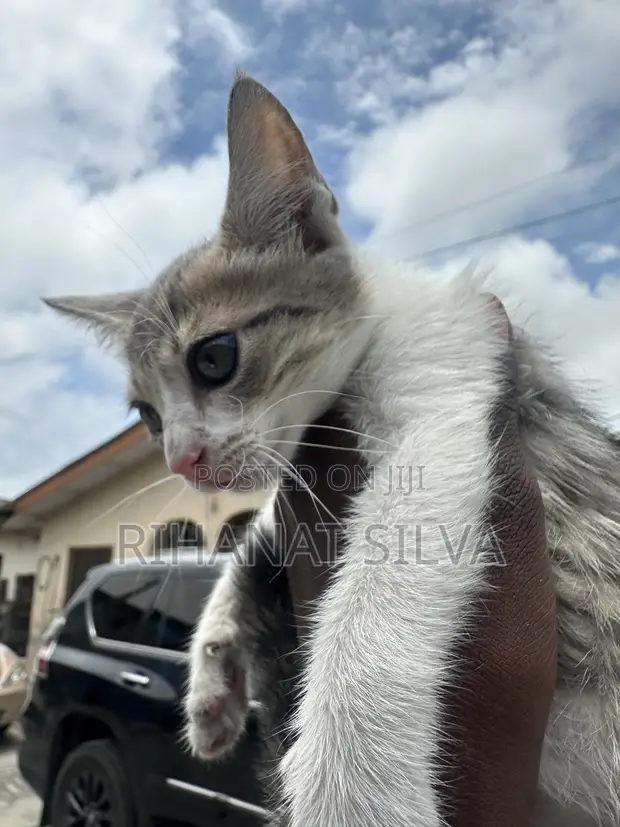 Kare 1-3 Watan, Namiji, Gata-gata, Jinsin Russian Blue - 1