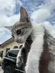 Kare 1-3 Watan, Namiji, Gata-gata, Jinsin Russian Blue - 1