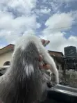 Kare 1-3 Watan, Namiji, Gata-gata, Jinsin Russian Blue - 2