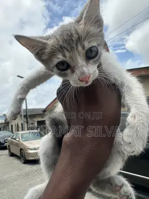Kare 1-3 Watan, Namiji, Gata-gata, Jinsin Russian Blue