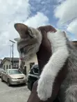 Kare 1-3 Watan, Namiji, Gata-gata, Jinsin Russian Blue - 4