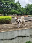 Male Purebred American Eskimo, 6-12 Months - 3