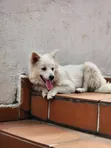 Male Purebred American Eskimo, 6-12 Months - 4
