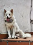Male Purebred American Eskimo, 6-12 Months - 5
