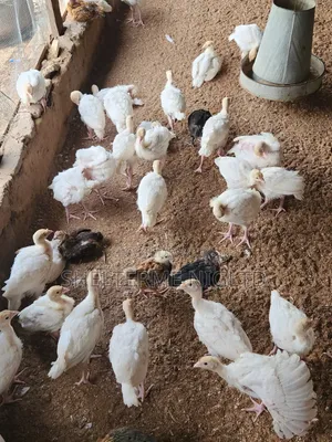 Alade Kasar Waje Na Makonni 4