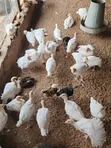 Alade Kasar Waje Na Makonni 4 - 3